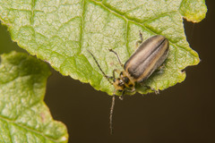 Derospidea brevicollis