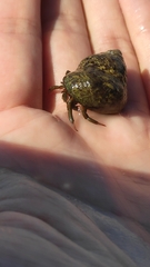 Clibanarius erythropus