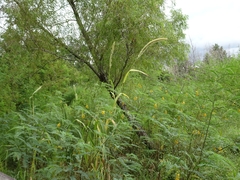 Setaria magna
