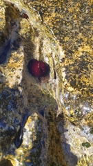 Actinia mediterranea