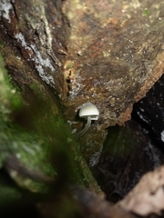 Mycena