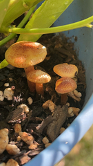 Gymnopilus luteofolius