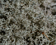 Cladonia arbuscula