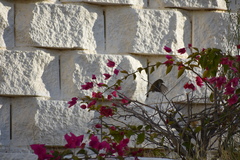 Phylloscopus collybita