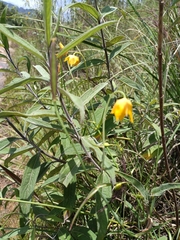 Calochortus barbatus