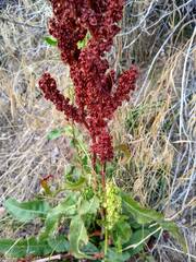 Rumex salicifolius