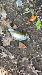 Hylocichla mustelina