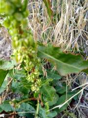 Rumex salicifolius