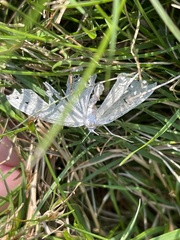 Campaea perlata