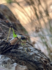Tettigoniinae