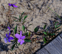 Viola tricolor curtisii