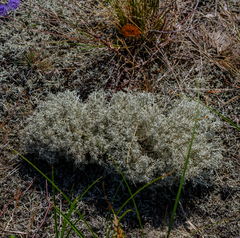Cladonia arbuscula