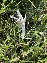 Campaea perlata