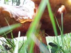 Neoboletus erythropus
