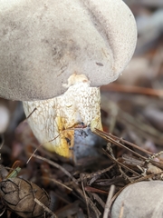 Retiboletus griseus