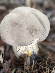 Retiboletus griseus