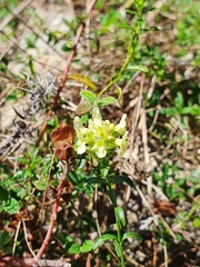 Sideritis hyssopifolia