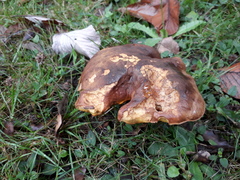 Neoboletus erythropus