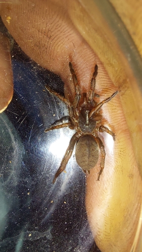Hermacha