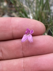 Stephanomeria pauciflora