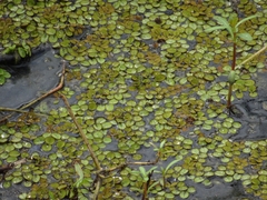 Salvinia minima