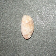 Bulla occidentalis