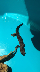 Triturus cristatus