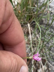 Stephanomeria pauciflora