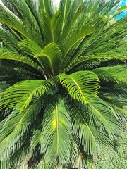 Cycas