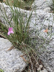 Stephanomeria pauciflora