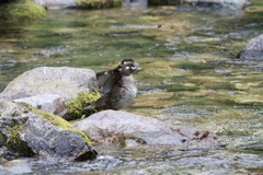 Histrionicus histrionicus