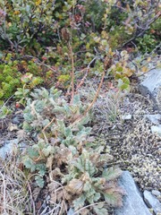 Papaver radicatum radicatum