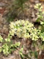Solidago bicolor