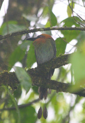 Electron platyrhynchum