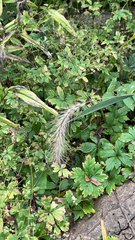 Elymus canadensis