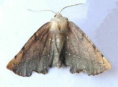 Phyllodonta peccataria