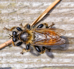 Laphria flava