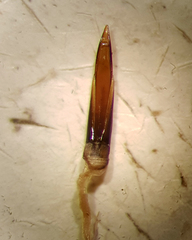 Sphaeridium scarabaeoides