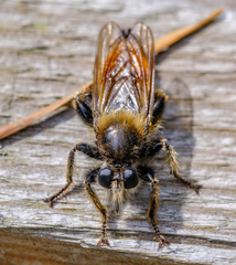 Laphria flava