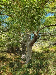 Tilia platyphyllos