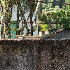 Tropidurus