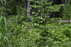 Erigeron acris kamtschaticus