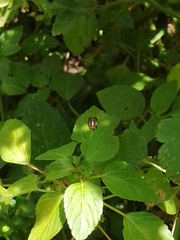 Harmonia axyridis