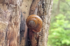 Neohelix albolabris