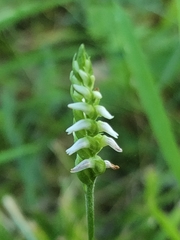 Spiranthes ovalis erostellata