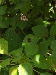 Harmonia axyridis