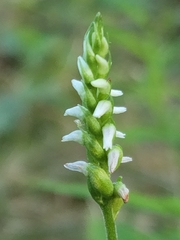 Spiranthes ovalis erostellata
