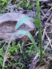 Spiranthes ovalis erostellata