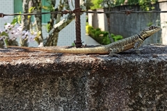 Tropidurus