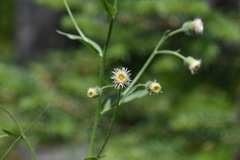 Erigeron acris kamtschaticus